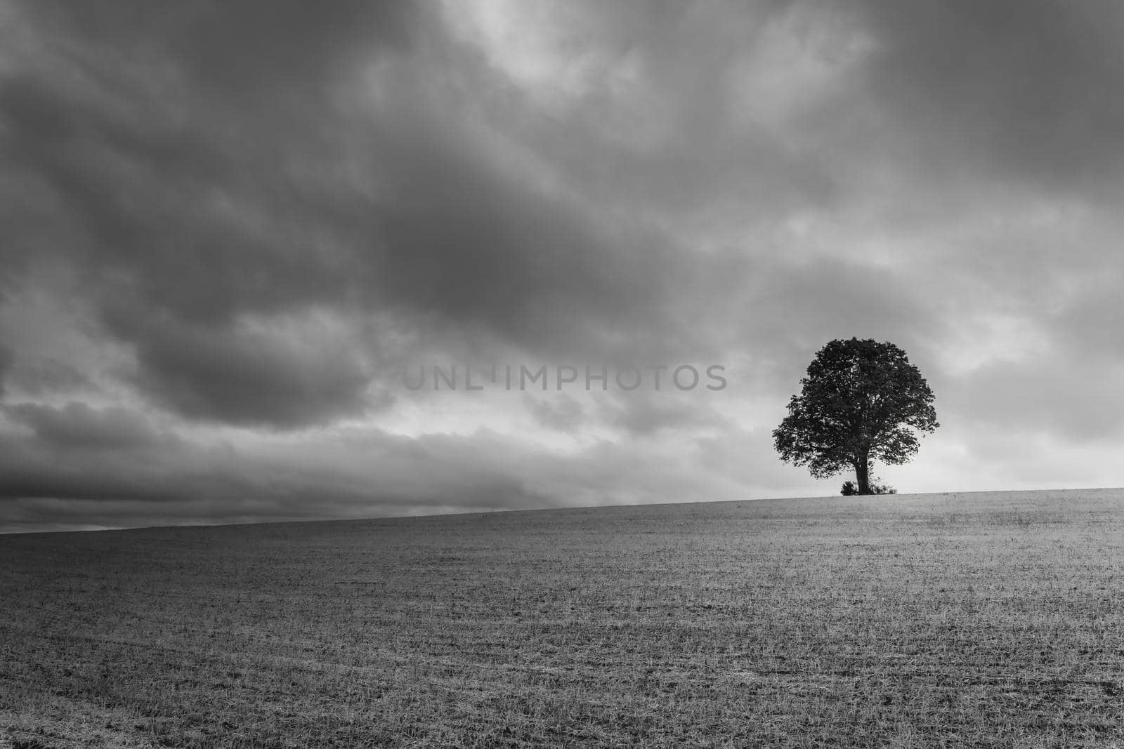 Single tree in wheat field and dramatic sky at evening in Tuscany