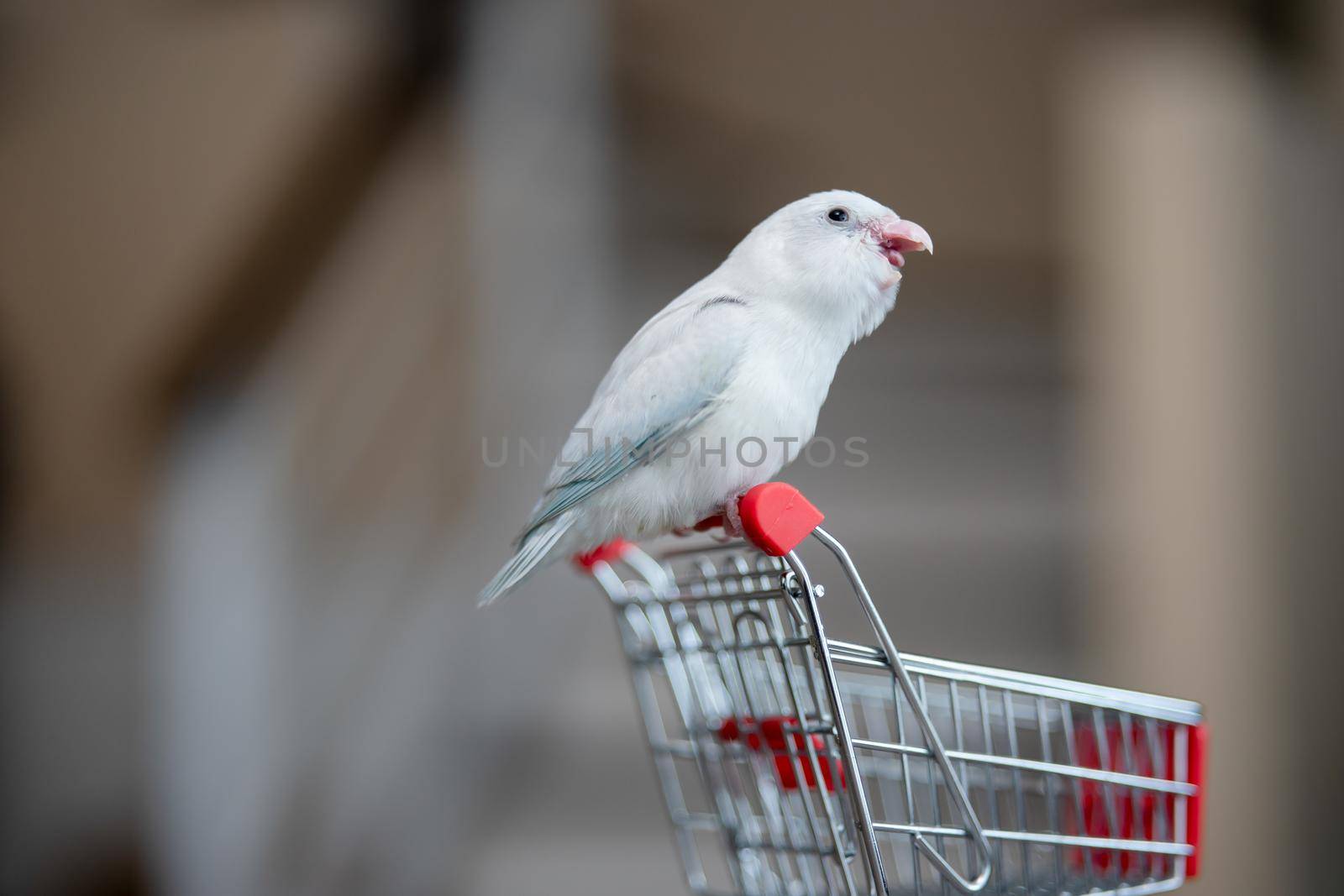 Tiny white parrot parakeet Forpus bird on little shopping cart.