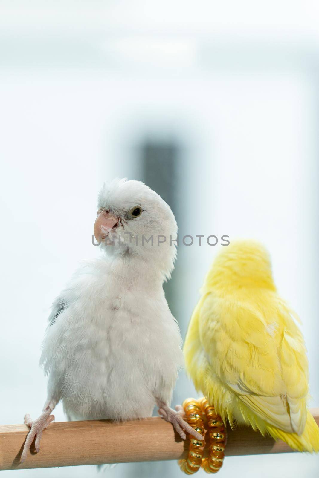 Couple Forpus, little tiny parrots bird on a wooden perch.