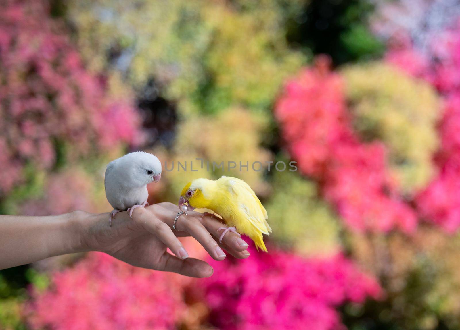 Tiny parrot yellow and white Forpus bird on hand, yellow parrot try to bite pearl ring.