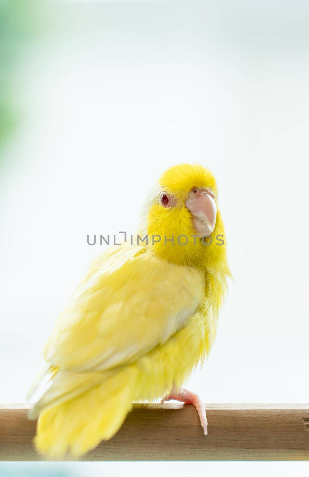 Yellow Forpus, little tiny parrots bird on a wooden perch.