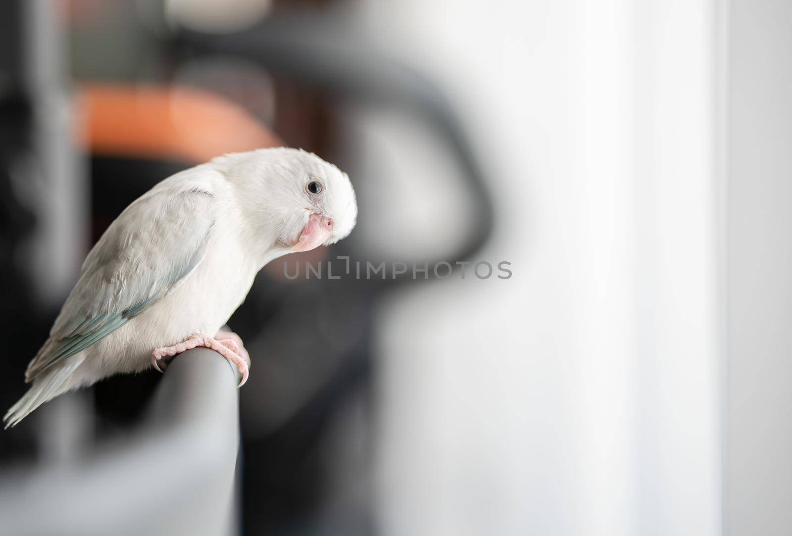 Tiny white parrot parakeet Forpus bird. by sirawit99