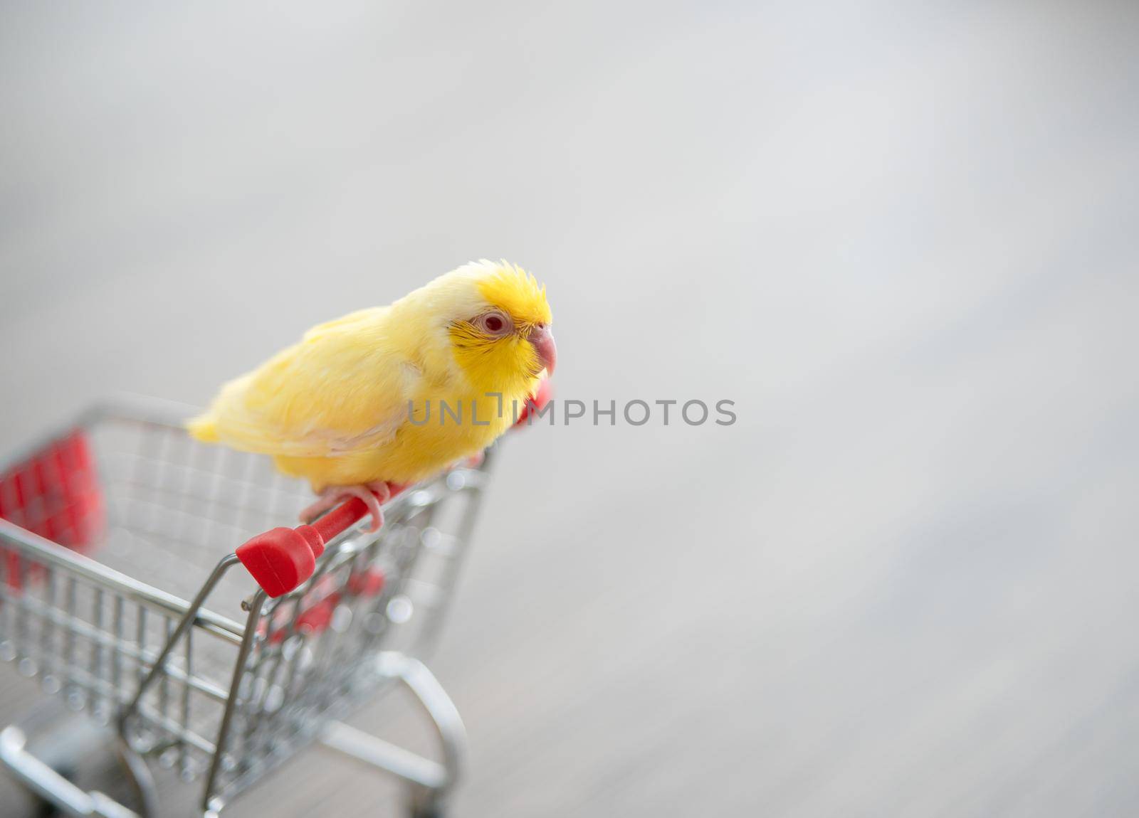Tiny yellow parrot parakeet Forpus bird on little shopping cart. by sirawit99