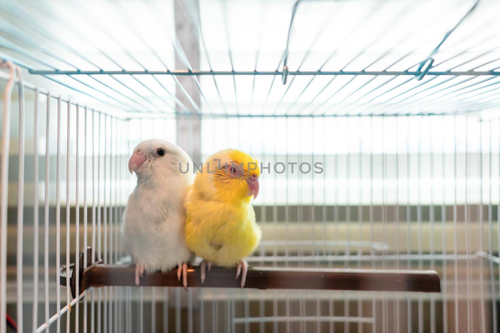 Pair of tiny parrot parakeet white and yellow Forpus bird. in the cage. by sirawit99