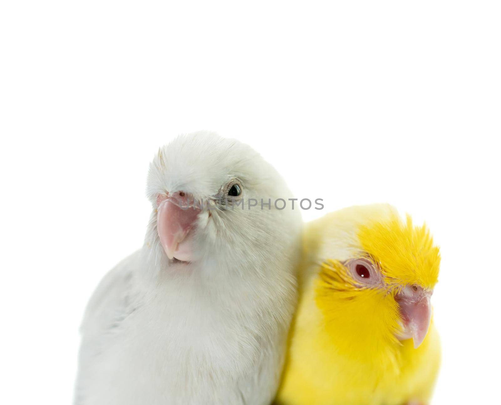 Pair of tiny parrot parakeet white and yellow Forpus bird.