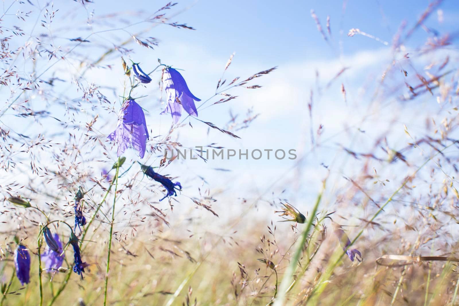 Lilac bells in the field, against the background of the rotten grass. High quality photo