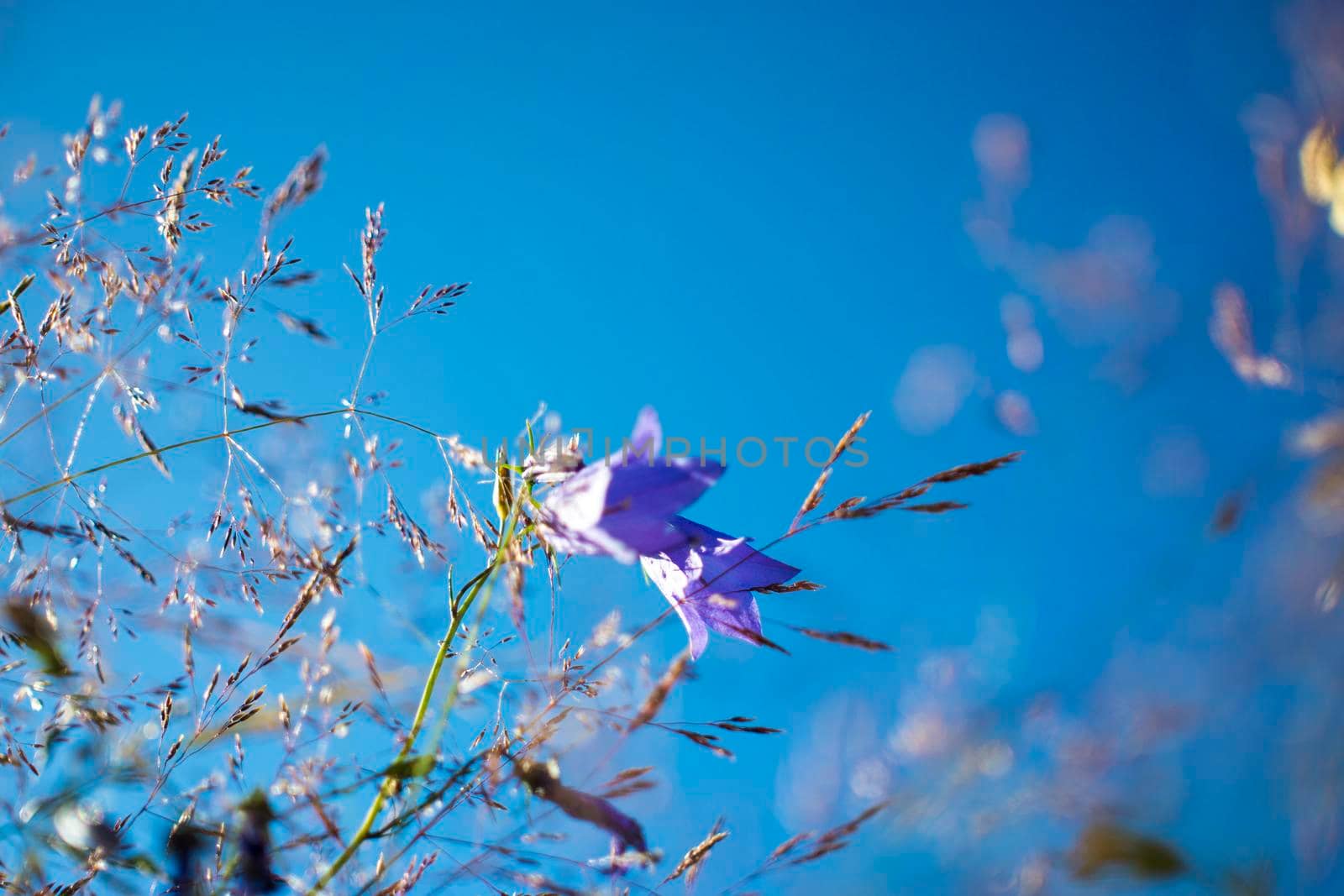Lilac bells in the field, against the background of the rotten grass. High quality photo
