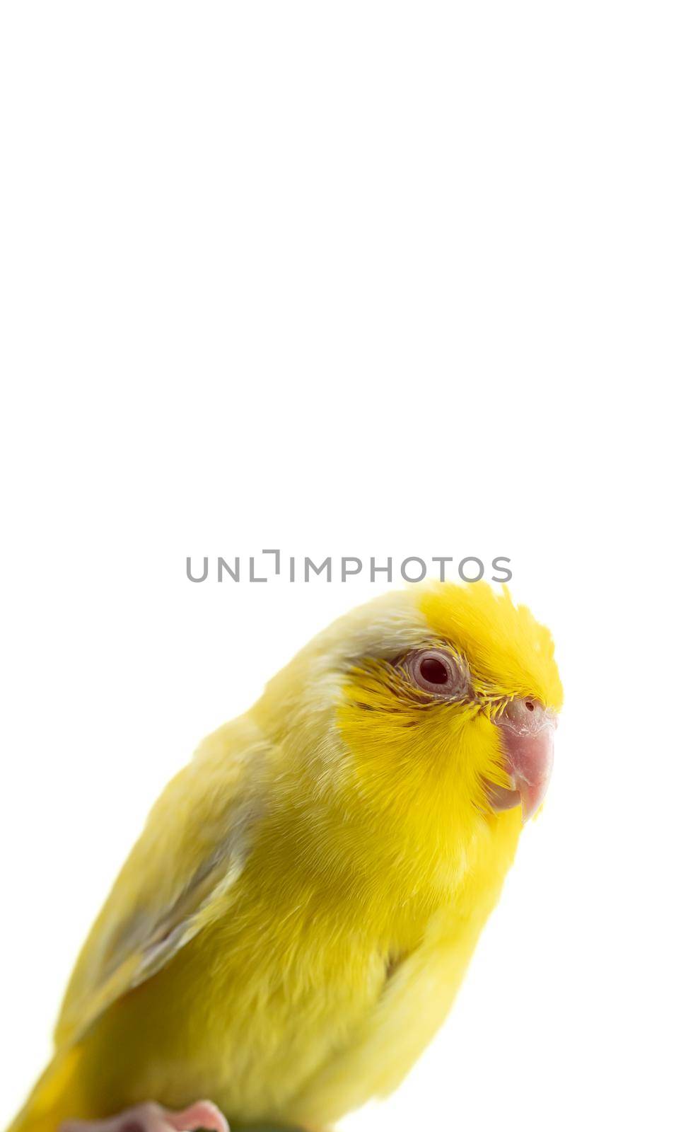 Tiny yellow parrot parakeet Forpus bird, white isolation background. by sirawit99