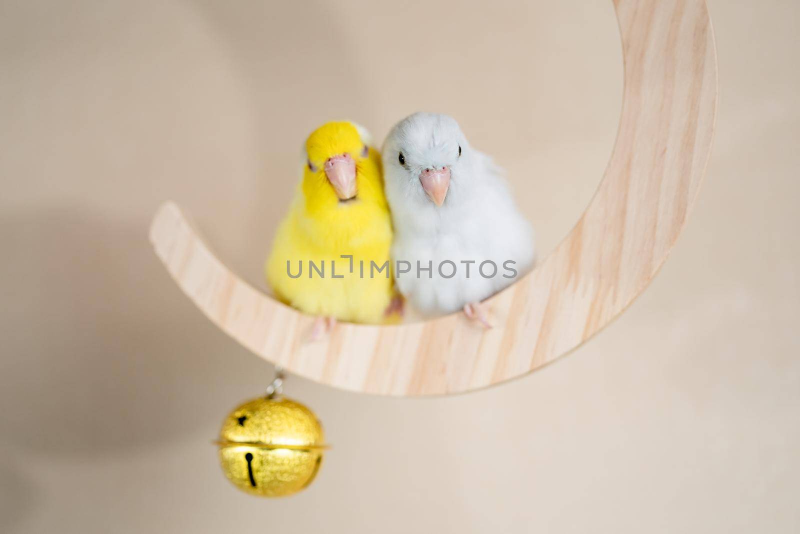 Couple Forpus, little tiny parrots bird perched on a mini crescent moon wooden swing. by sirawit99