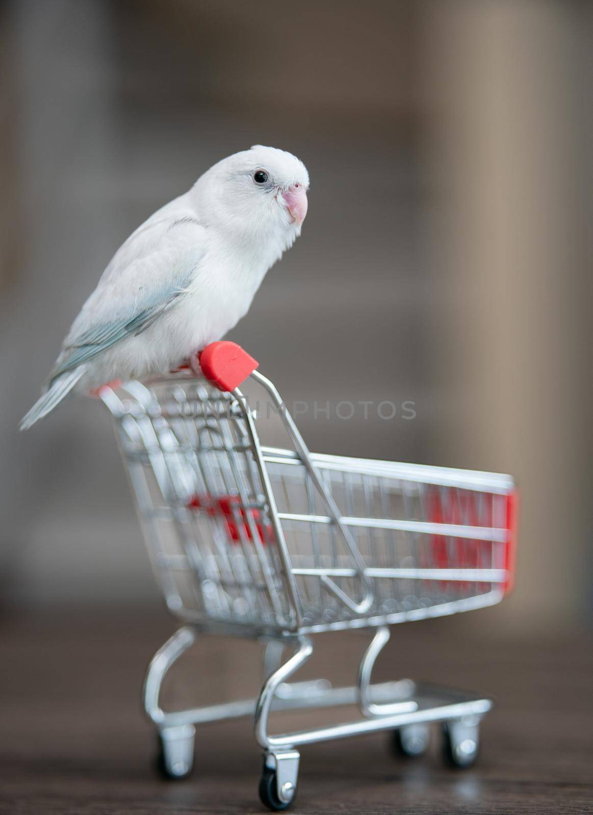 Tiny white parrot parakeet Forpus bird on little shopping cart. by sirawit99