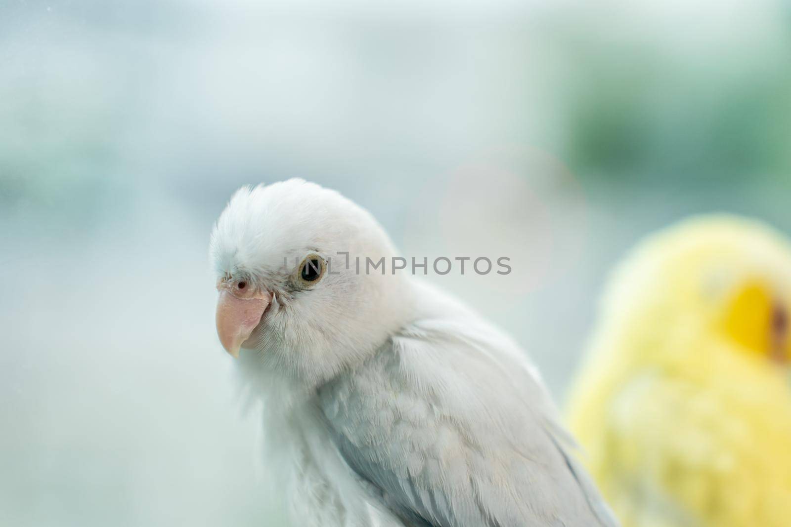 Couple Forpus, little tiny parrots bird on a wooden perch. by sirawit99