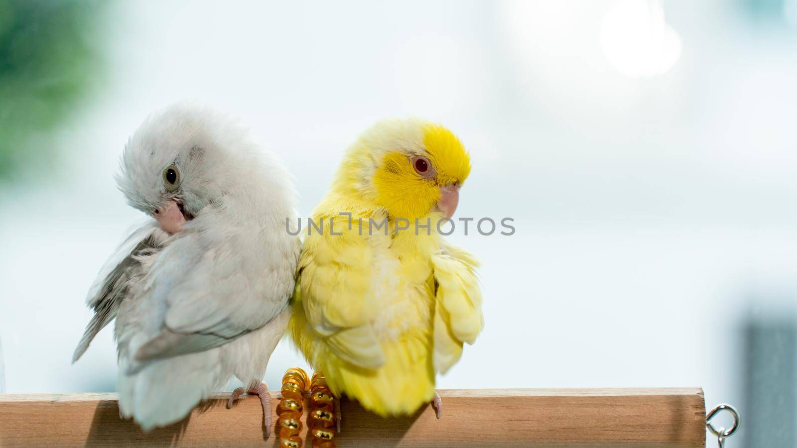 Couple Forpus, little tiny parrots bird on a wooden perch.