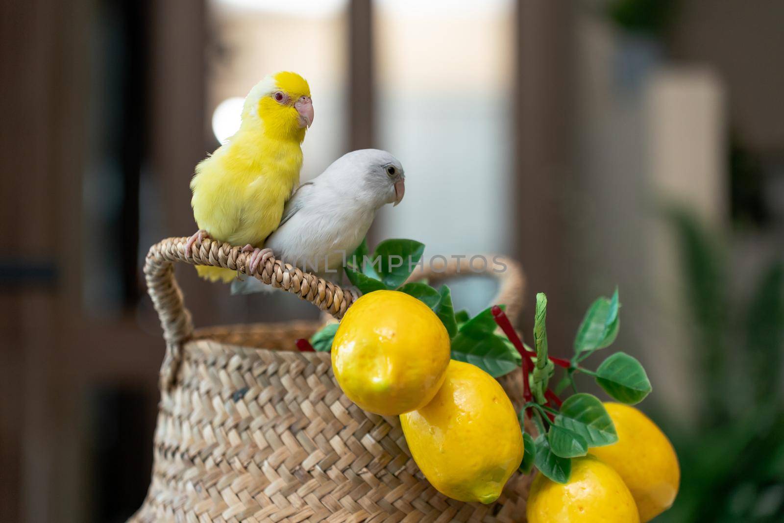 Couple Forpus little tiny Parrots bird is perched on the wicker basket and artificial lemon. by sirawit99