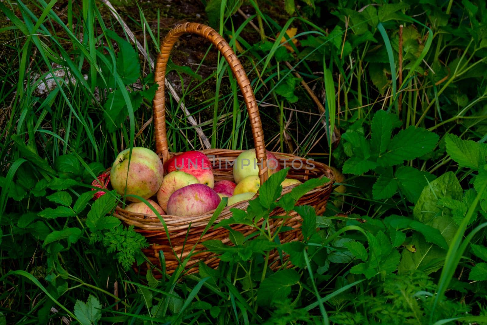 Organic apple harvest, basket of freshly harvested apples with natural blemishes and spots. Red and green freshly picked apples in basket on green grass under the apple tree. High quality photo