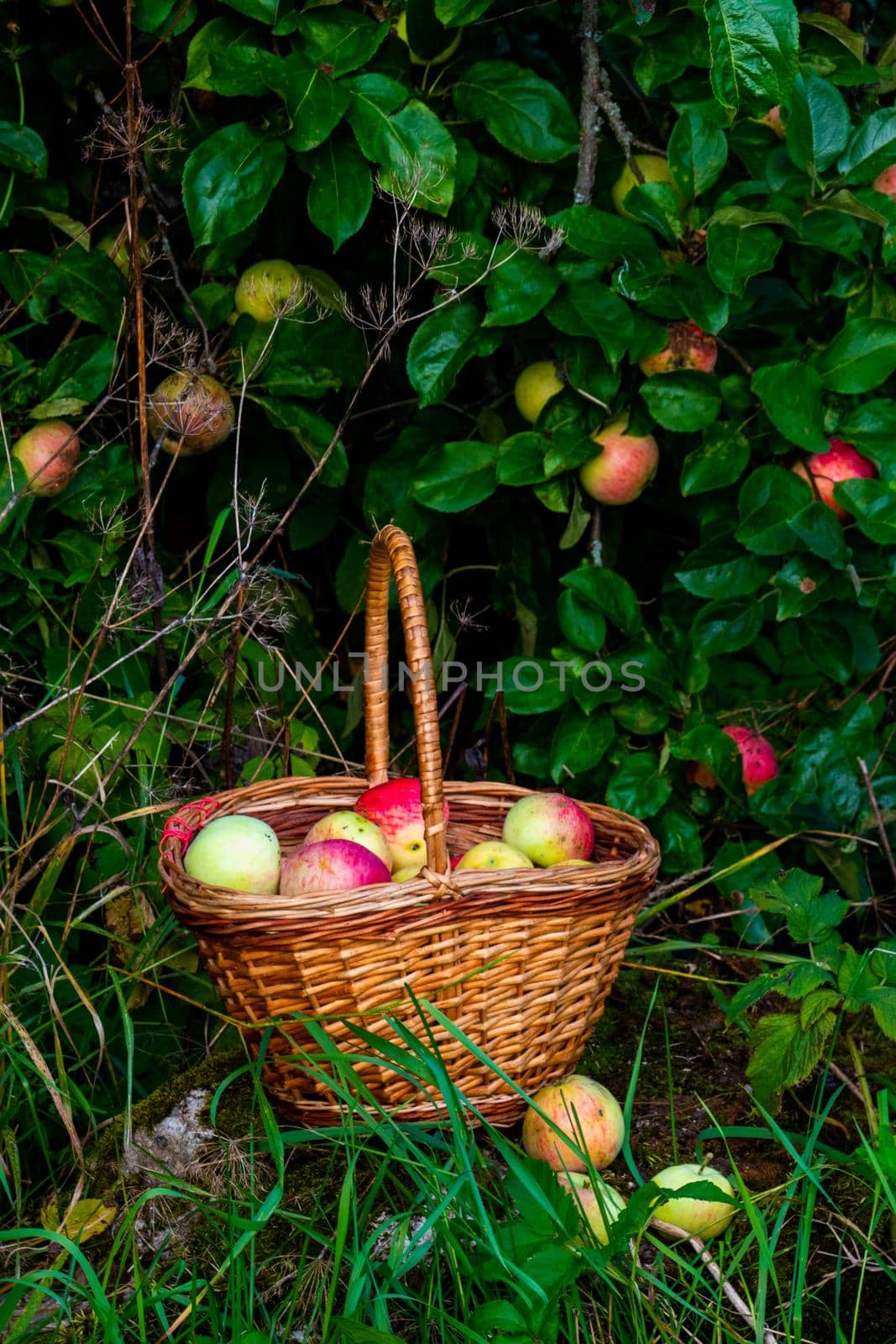 Organic apple harvest, basket of freshly harvested apples with natural blemishes and spots. Red and green freshly picked apples in basket on green grass under the apple tree. High quality photo