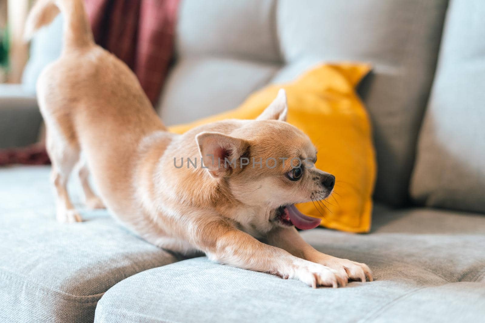 Funny puppy chihuahua lying on couch and pillow under plaid indoors. Cute Little dog home warming under blanket in cold fall autumn winter weather. Pet animal in living room with candle and decor.