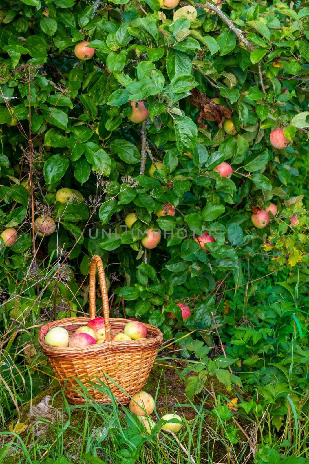 Organic apple harvest, basket of freshly harvested apples with natural blemishes and spots. Red and green freshly picked apples in basket on green grass under the apple tree. High quality photo