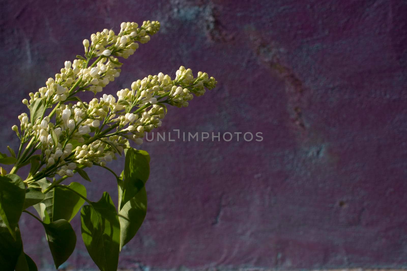 Bright blooming ilac branch on a beige and purple very peri background. close up. High quality photo