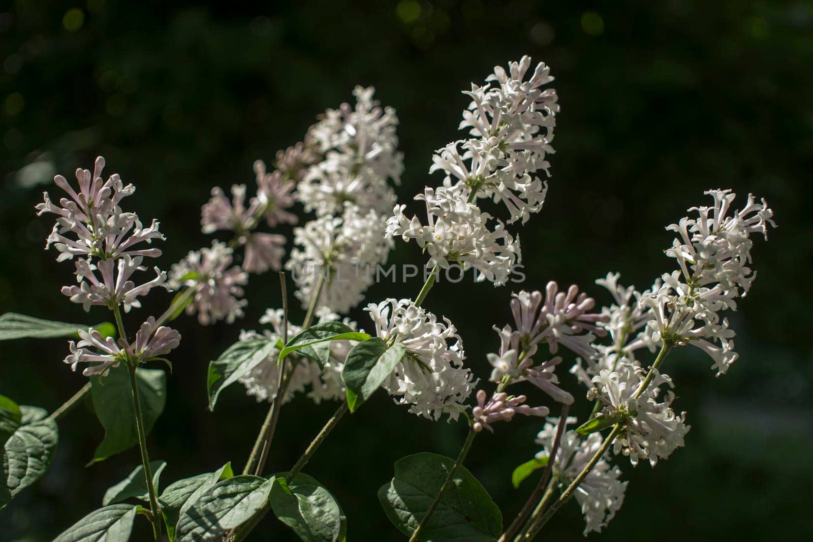 Flower background - lilac flowers in spring garden by kajasja