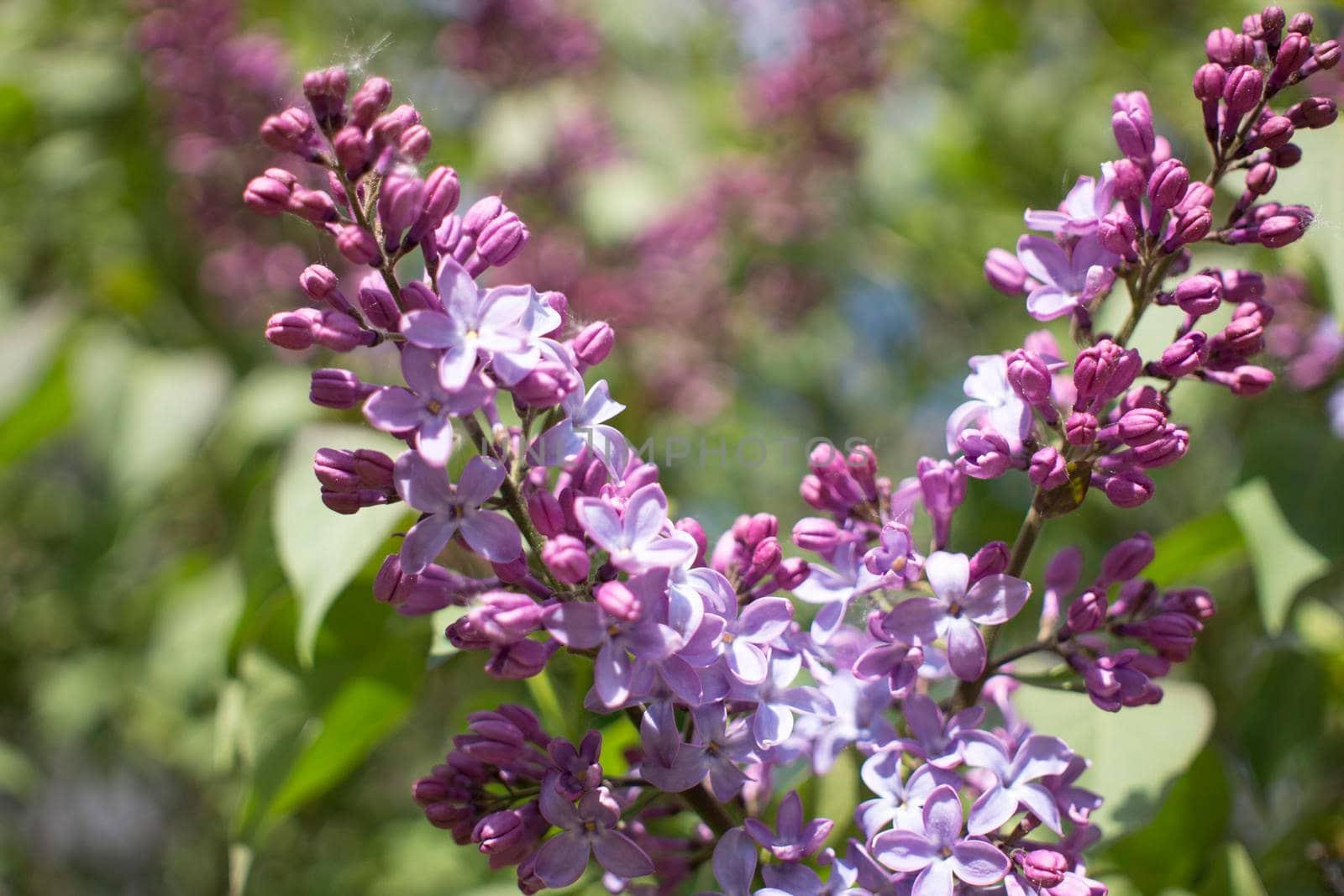 Flower background - lilac flowers in spring garden by kajasja