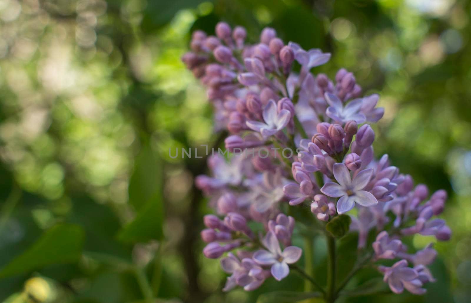 Flower background - lilac flowers in spring garden . High quality photo