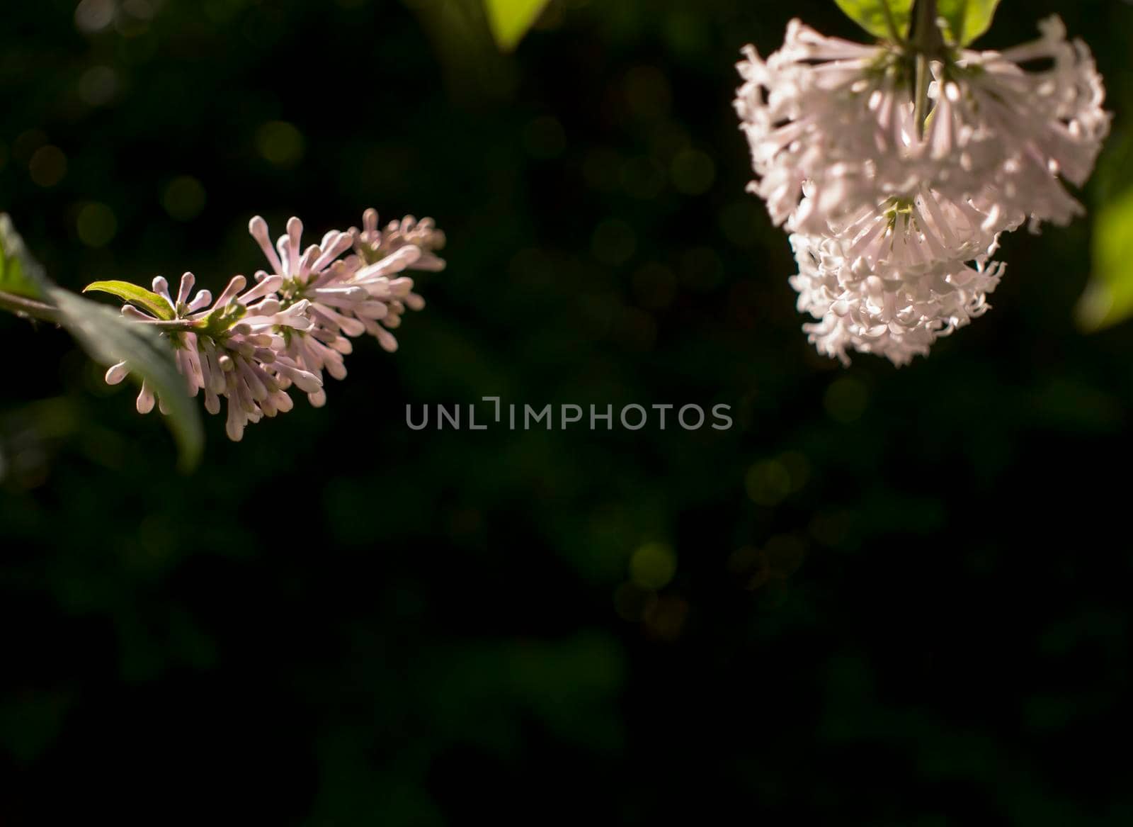 Flower background - lilac flowers in spring garden . High quality photo