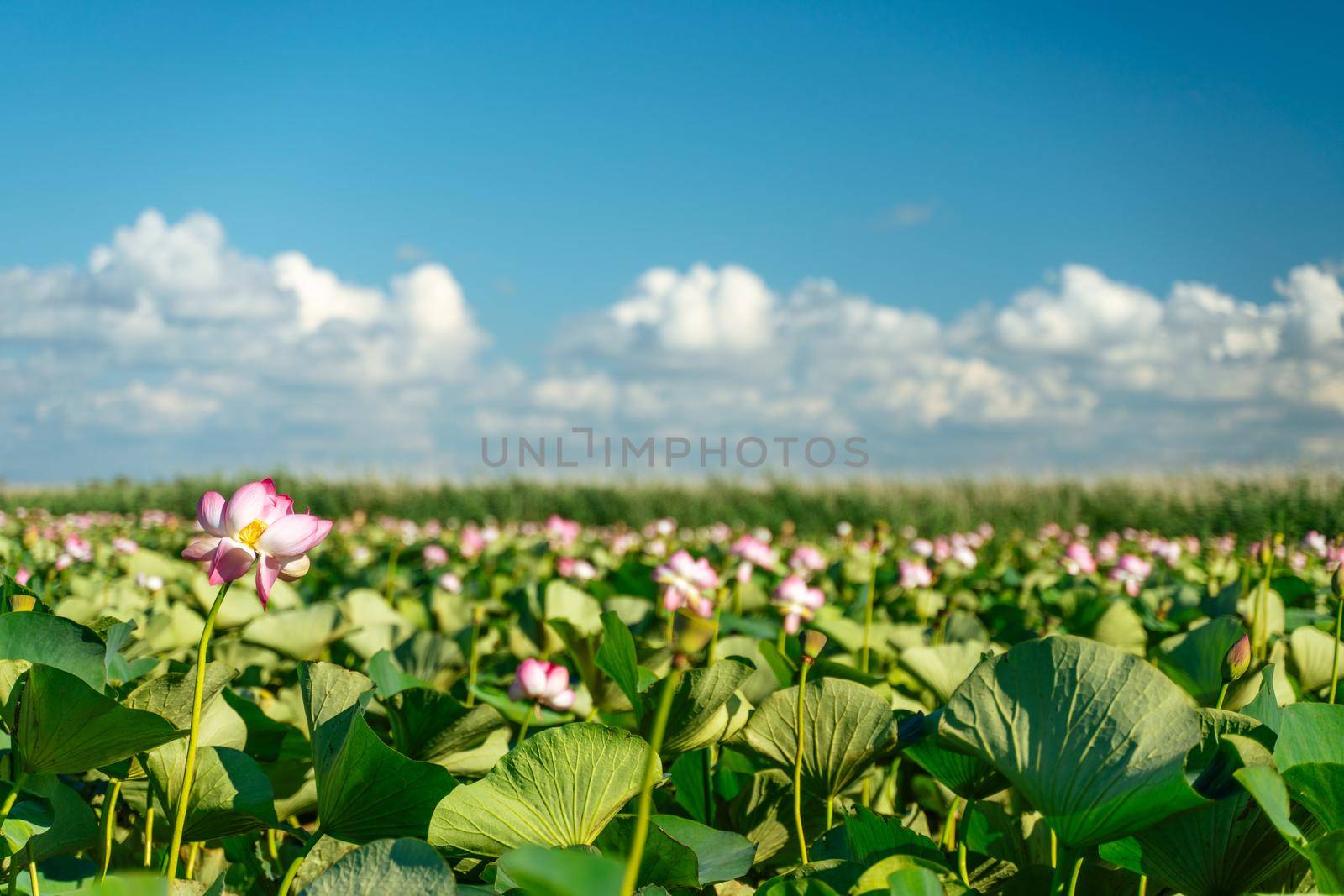 A pink lotus flower sways in the wind. Against the background of their green leaves. Lotus field on the lake in natural environment