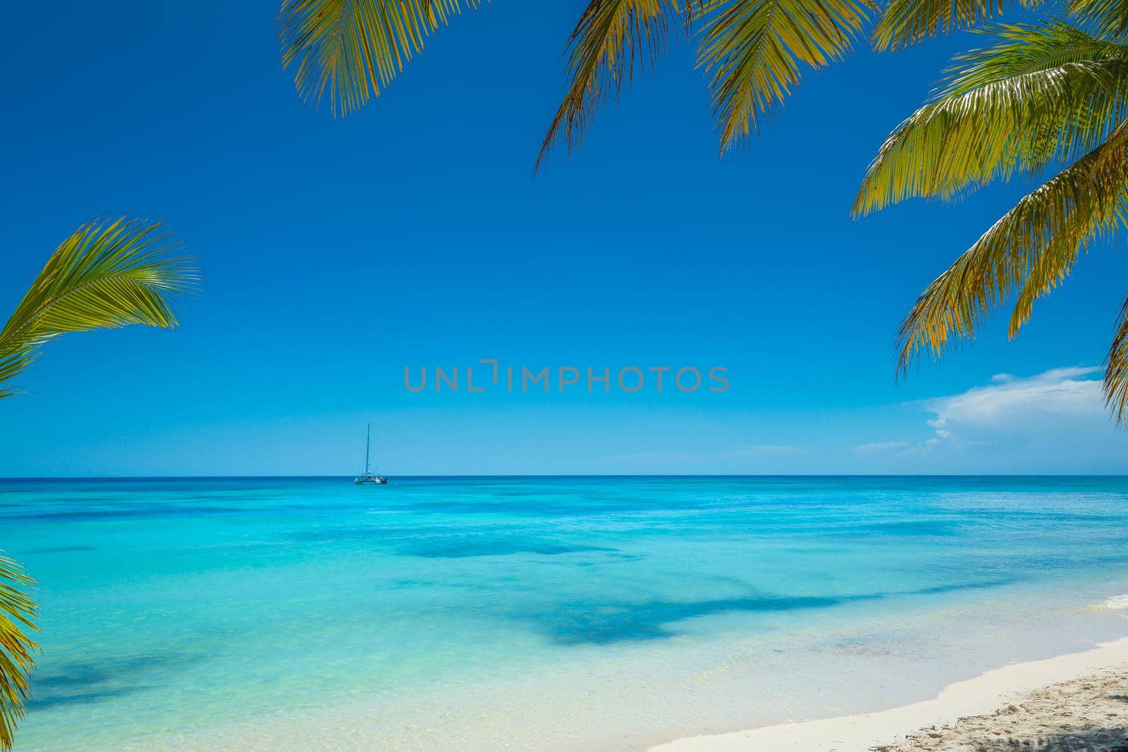 Tropical paradise: idyllic caribbean beach with single palm tree, Punta Cana, Dominican Republic
