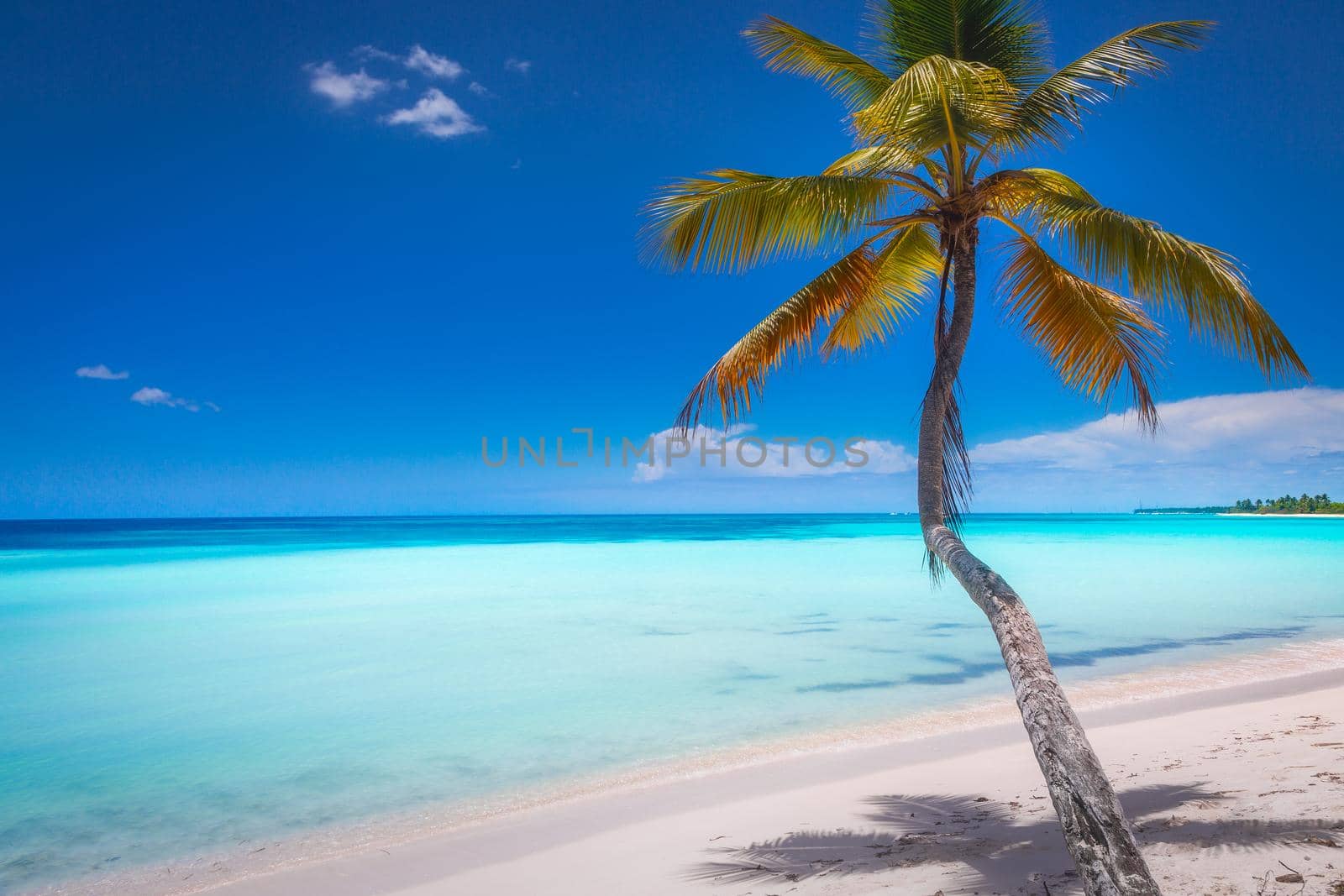 Tropical paradise: caribbean beach with palm tree, Punta Cana, Saona Island by positivetravelart