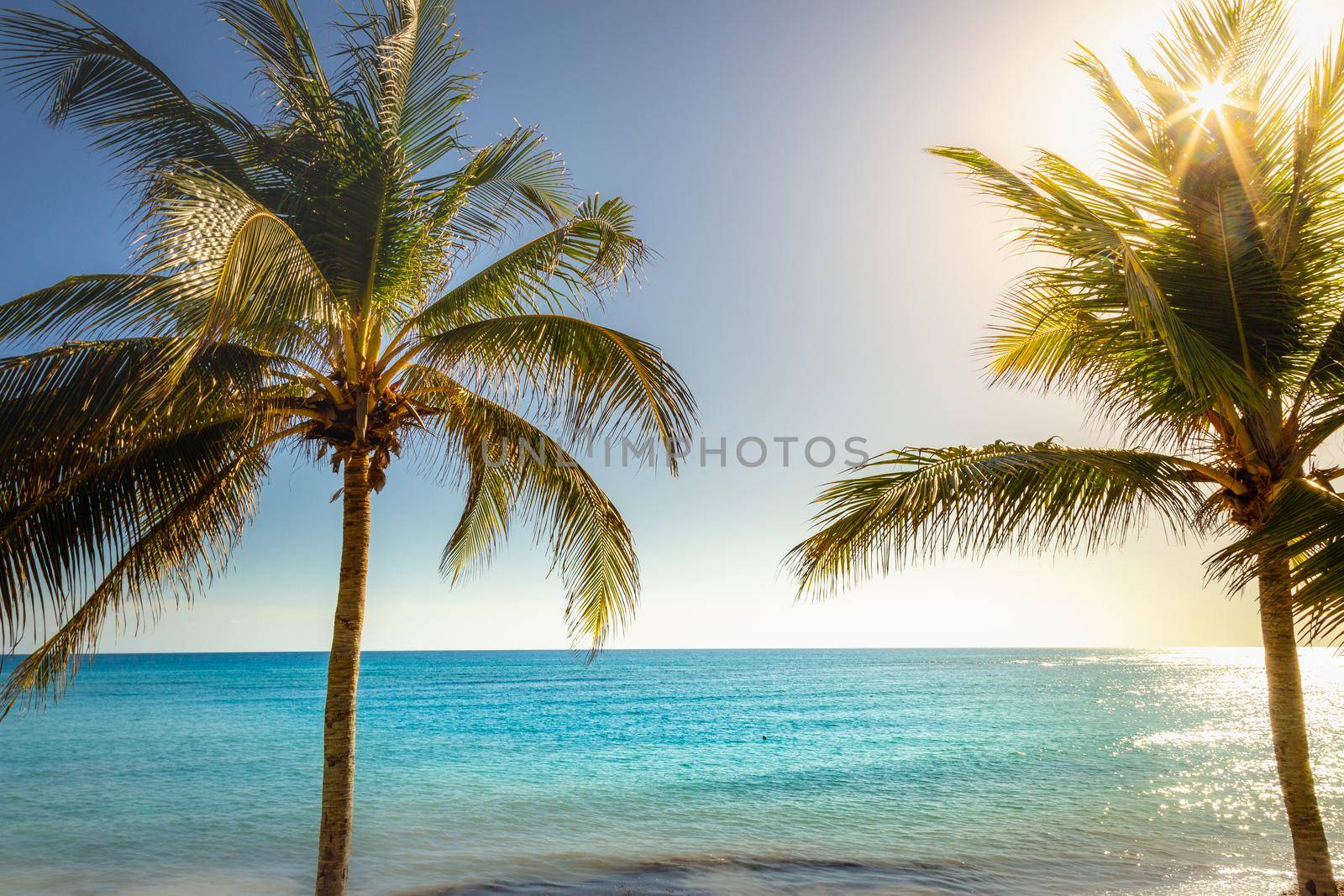 Idyllic caribbean beach with palm tree at sunset in Aruba, Dutch Antilles by positivetravelart
