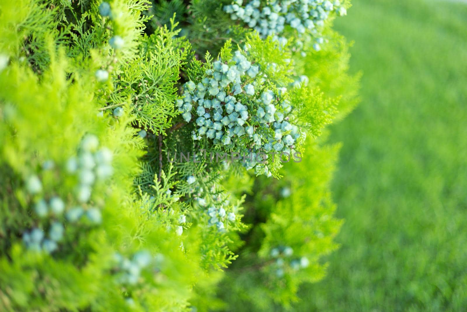 Thuja branches with cones close up background