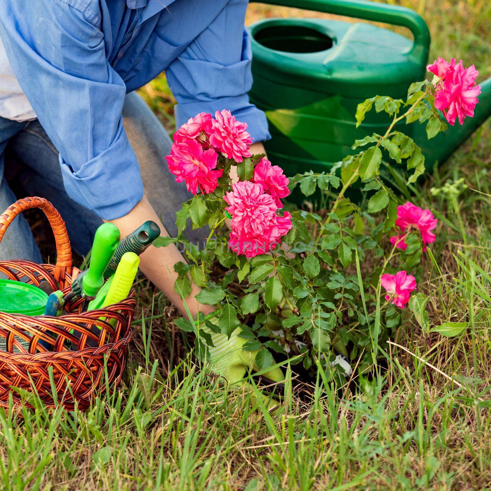 Woman gardener planting a sapling of red rose