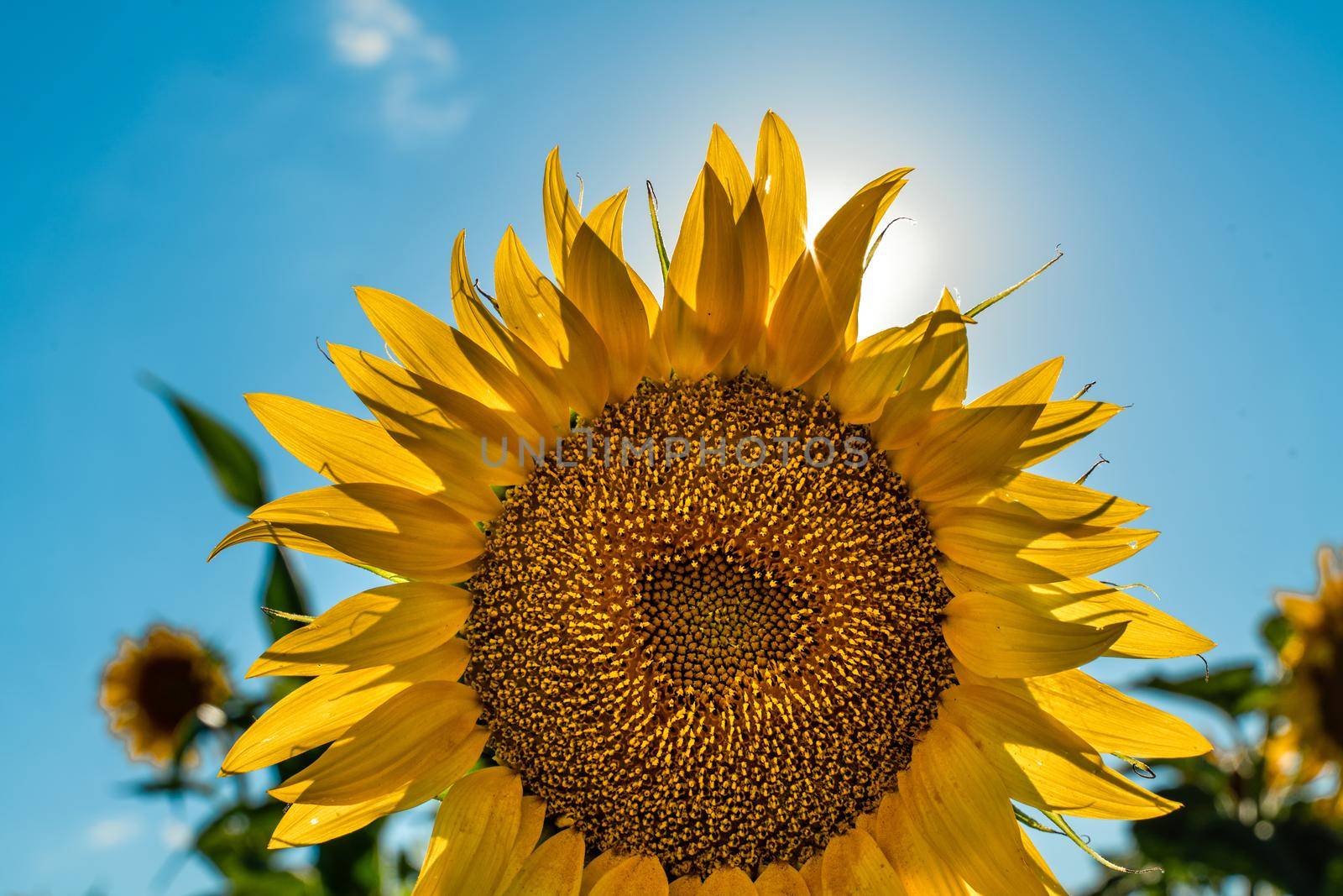 Half of a sunflower flower against a blue sky. The sun shines through the yellow petals. Agricultural cultivation of sunflower for cooking oil. by Matiunina