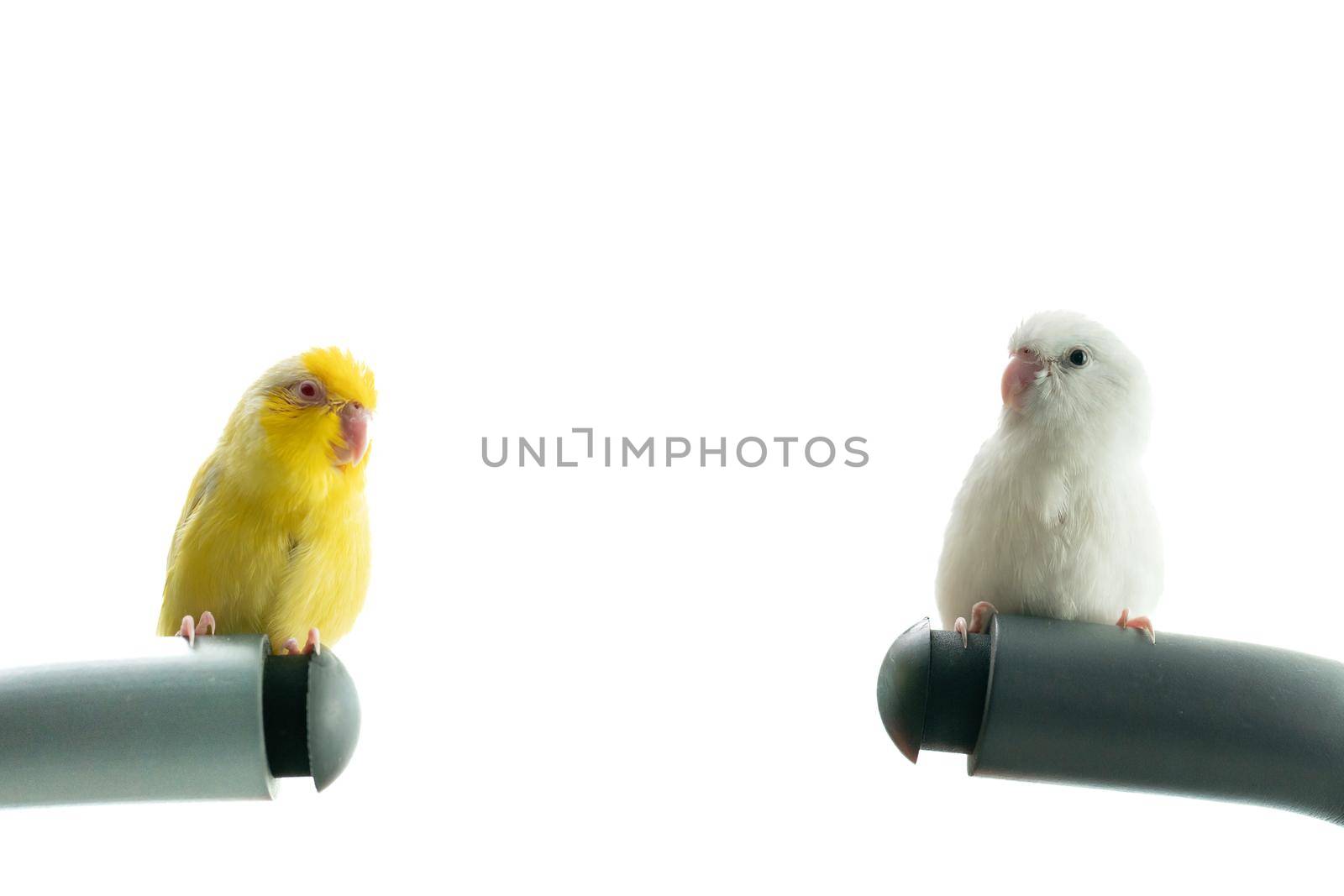 Pair of tiny parrot parakeet white and yellow Forpus bird.