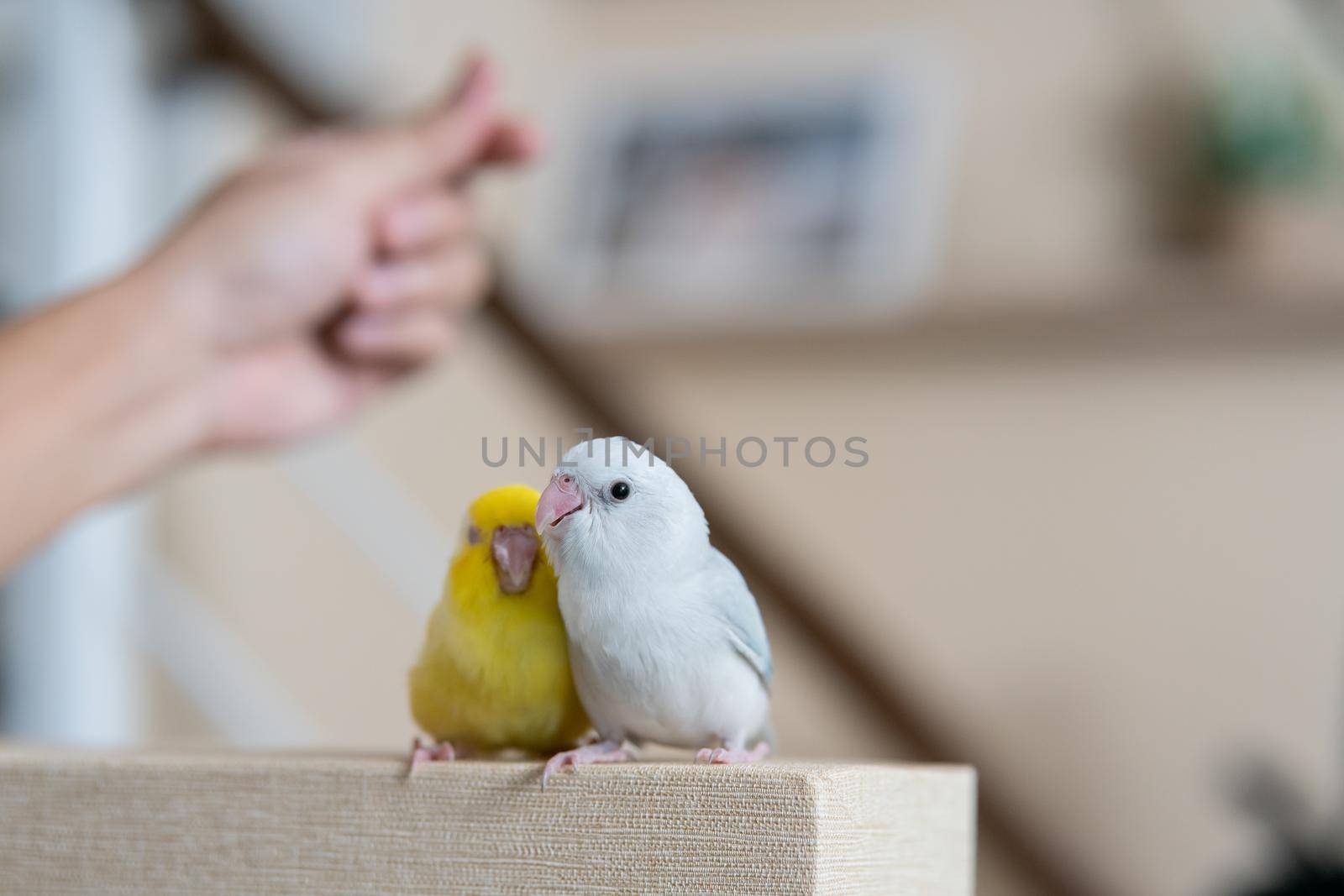 Tiny parrot yellow and white Forpus bird wiht hand. by sirawit99