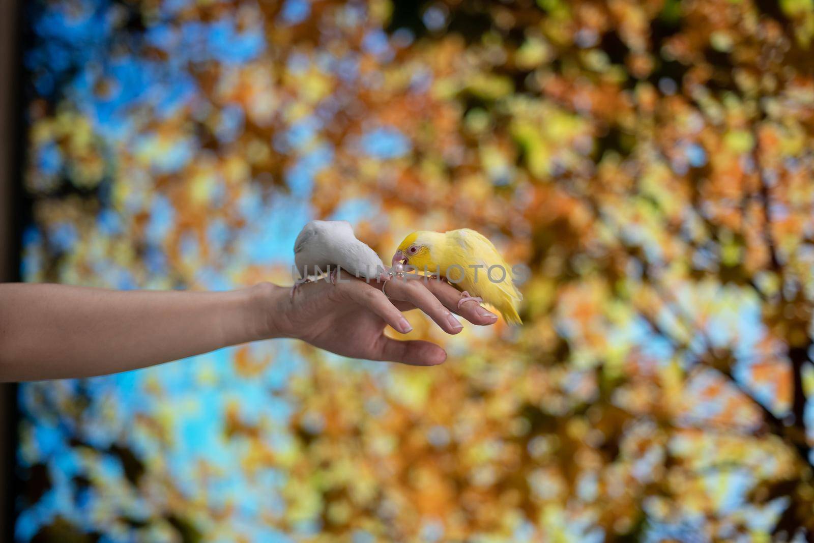 Tiny parrot yellow and white Forpus bird on hand, yellow parrot try to bite pearl ring.