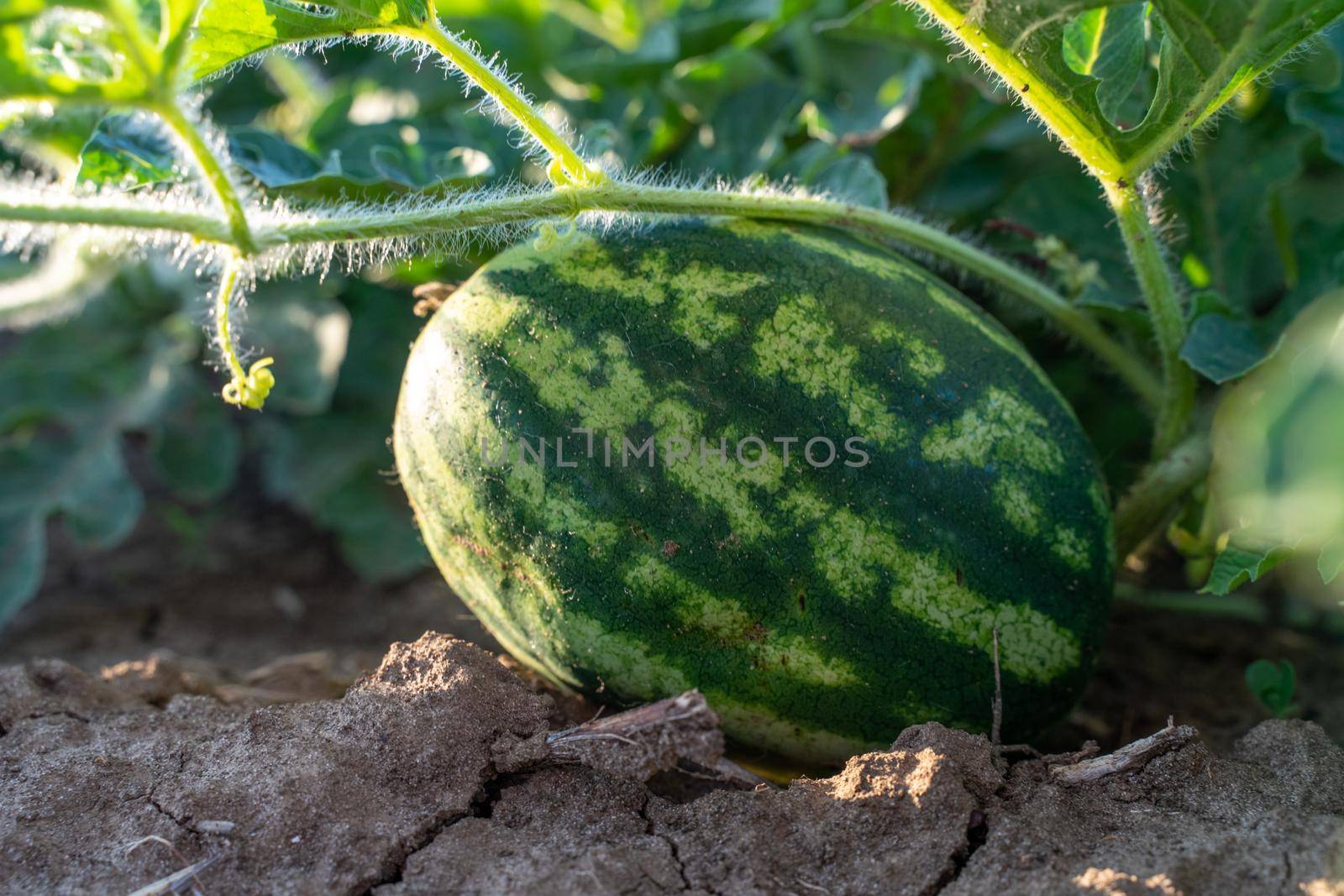 Watermelon grows on a green watermelon plantation in summer. Agricultural watermelon field. by Matiunina