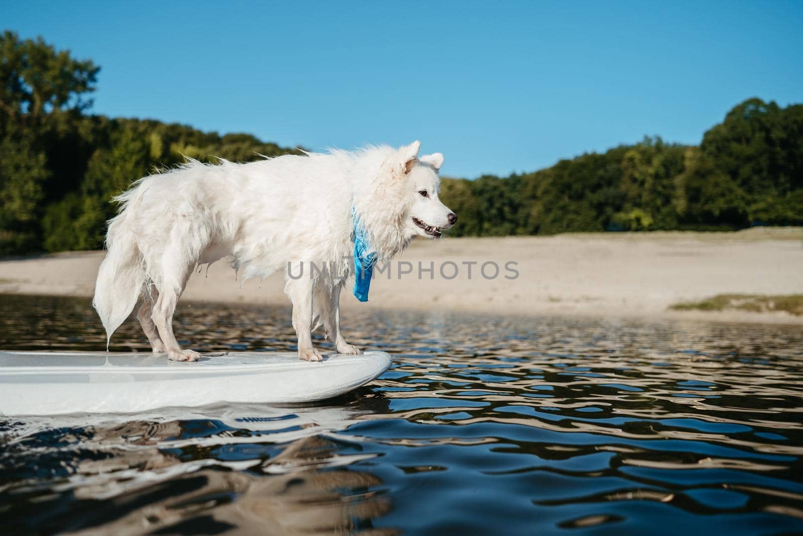 Wet Snow-White Dog Breed Japanese Spitz Standing on the Sup Board on Lake