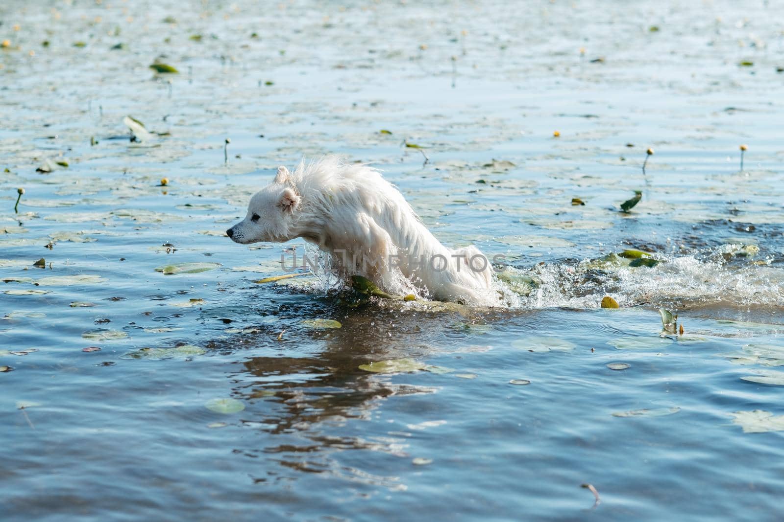 Snow-White Dog Breed Japanese Spitz Jumping in Lake Among Water Flower