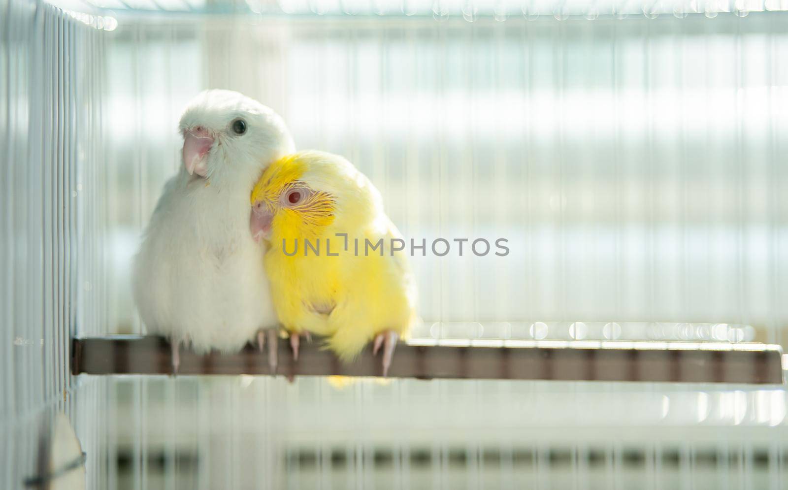 Pair of tiny parrot parakeet white and yellow Forpus bird. in the cage. by sirawit99