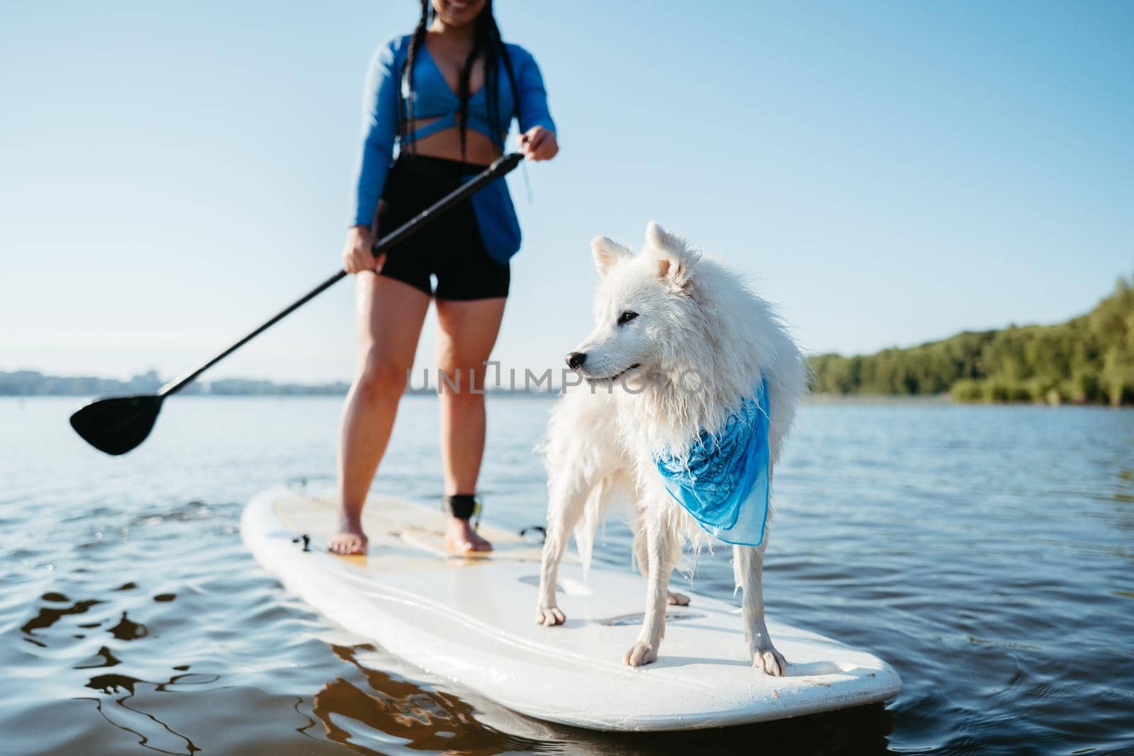 Snow-White Japanese Spitz Dog Standing on Sup Board, Woman Paddleboarding with Her Pet on the City Lake Early Morning by Romvy