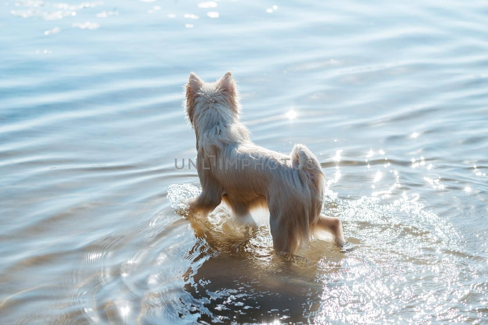 Snow-White Dog Breed Japanese Spitz Walking in the Lake Water, Sunlight Blinks on Surface