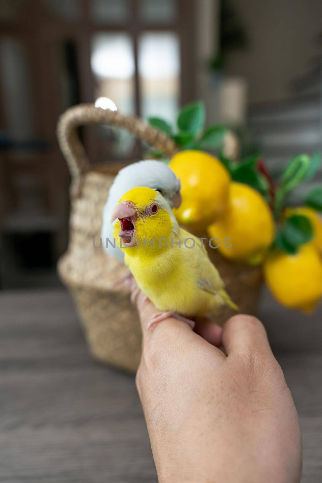 Forpus little tiny Parrots bird is perched on the hand. by sirawit99