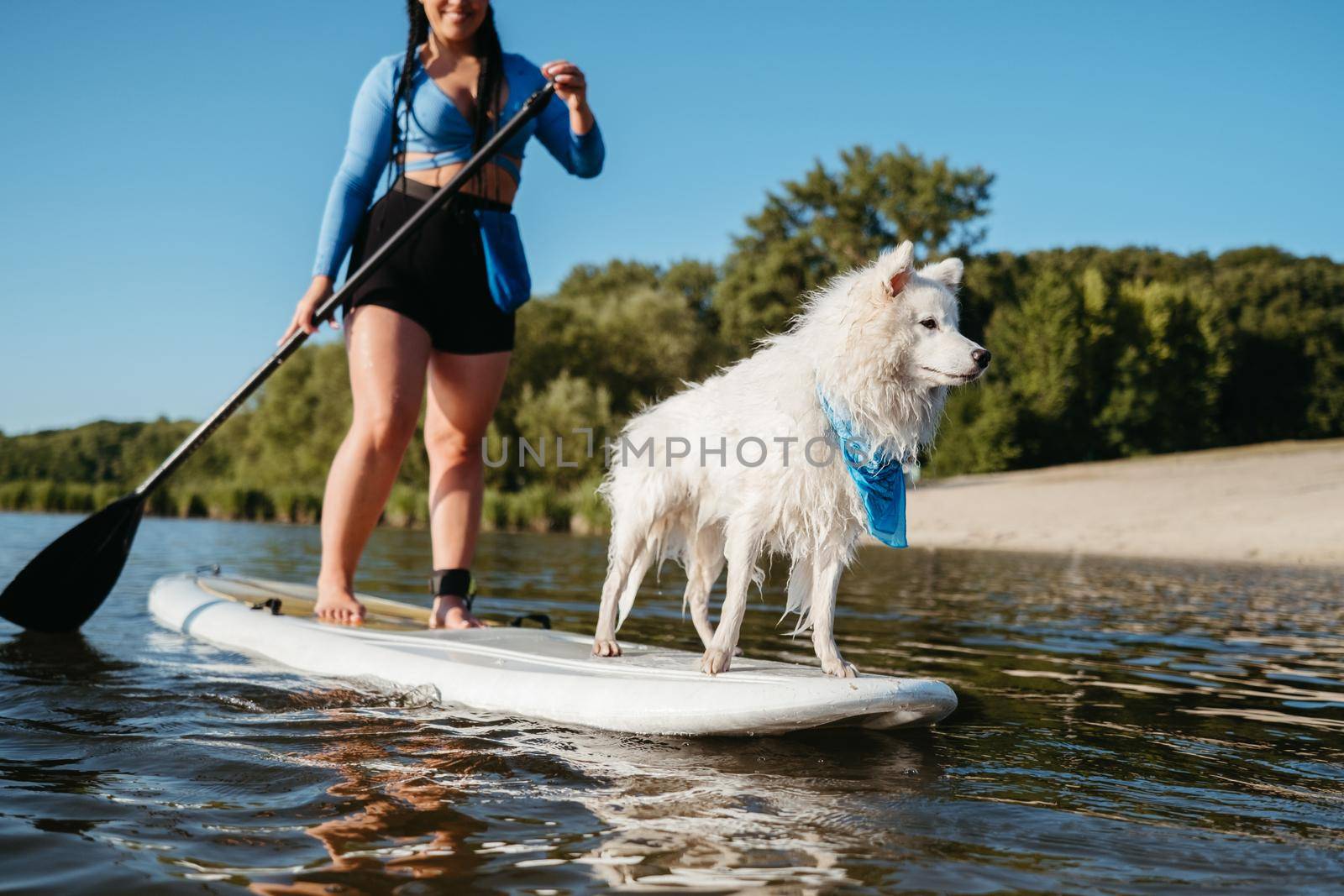 Snowy Japanese Spitz Dog Standing on Sup Board, Woman Paddleboarding with Her Pet on City Lake