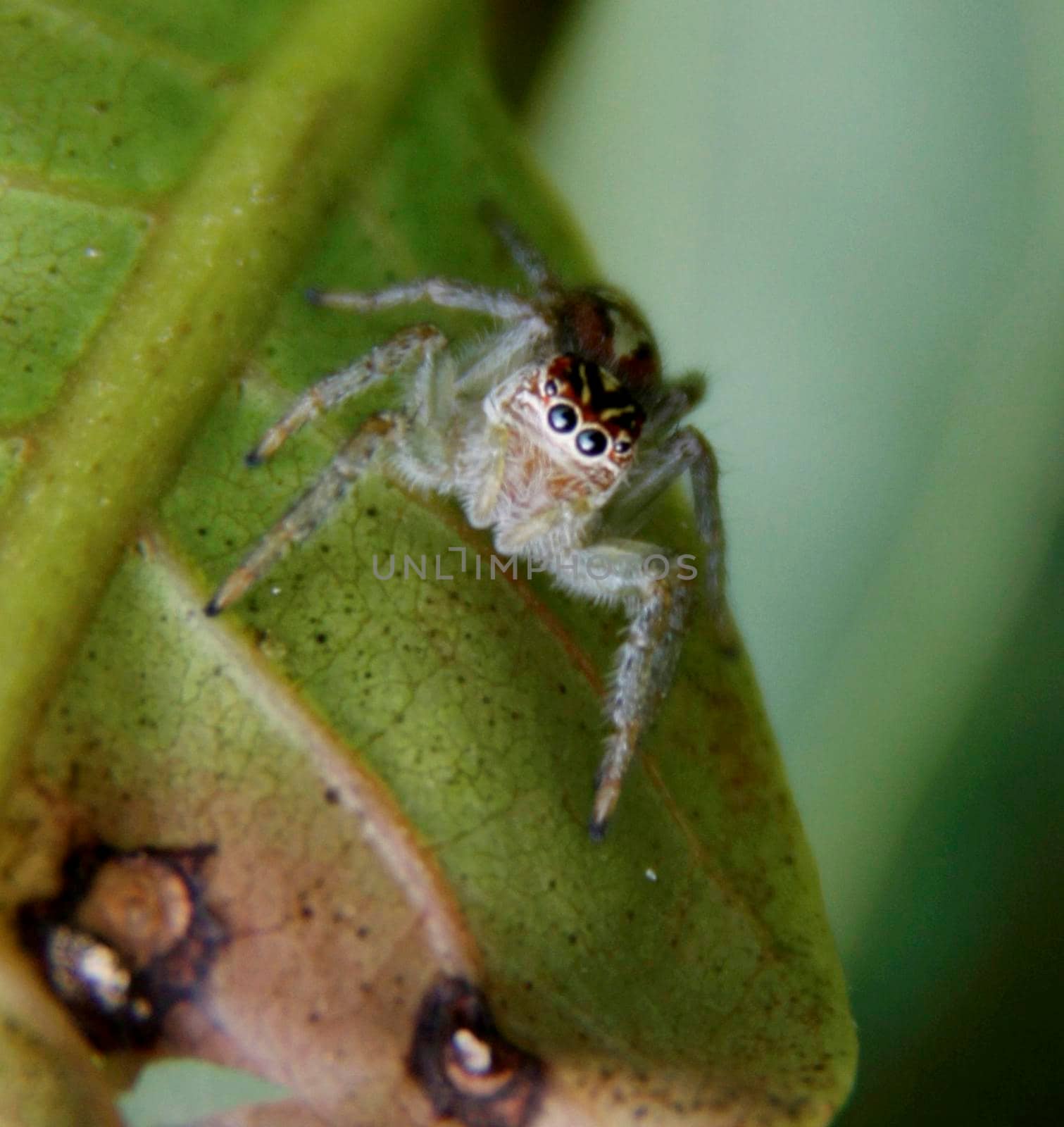 conde, bahia / brazil - july 26, 2014: Spider is seen in garden in the city of Conde.