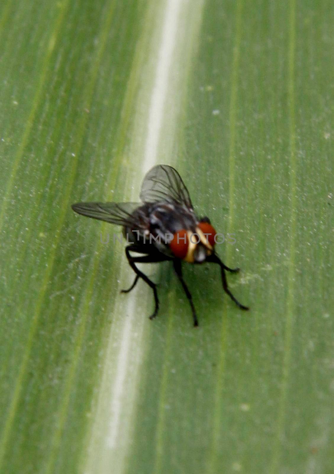 salvador, bahia / brazil - october 6, 2013: fly is seen in garden in the city of Salvador.

