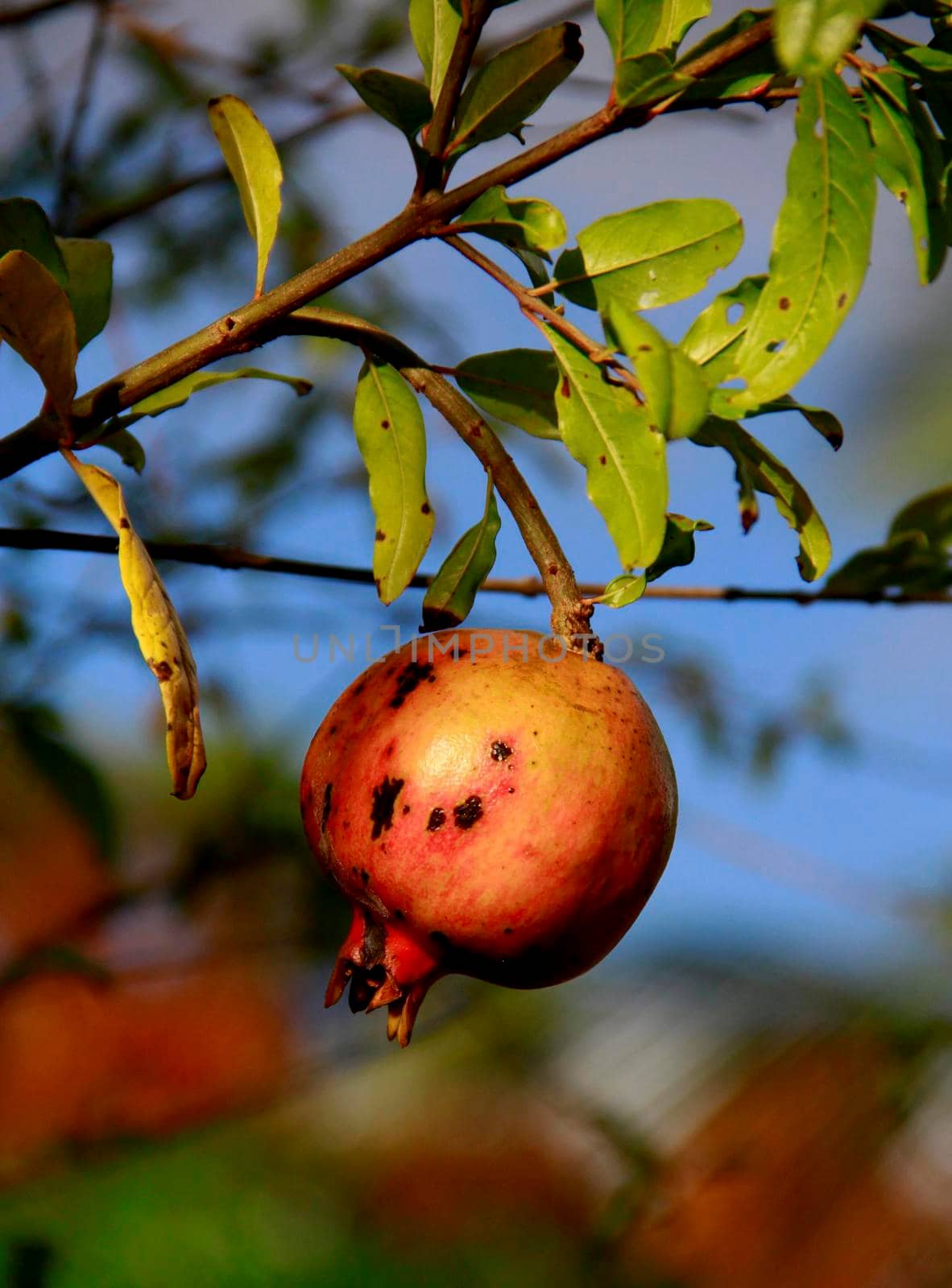 salvador, bahia / brazil - october 28, 2013: planting of pomegranate fruit in the city of Salvador.