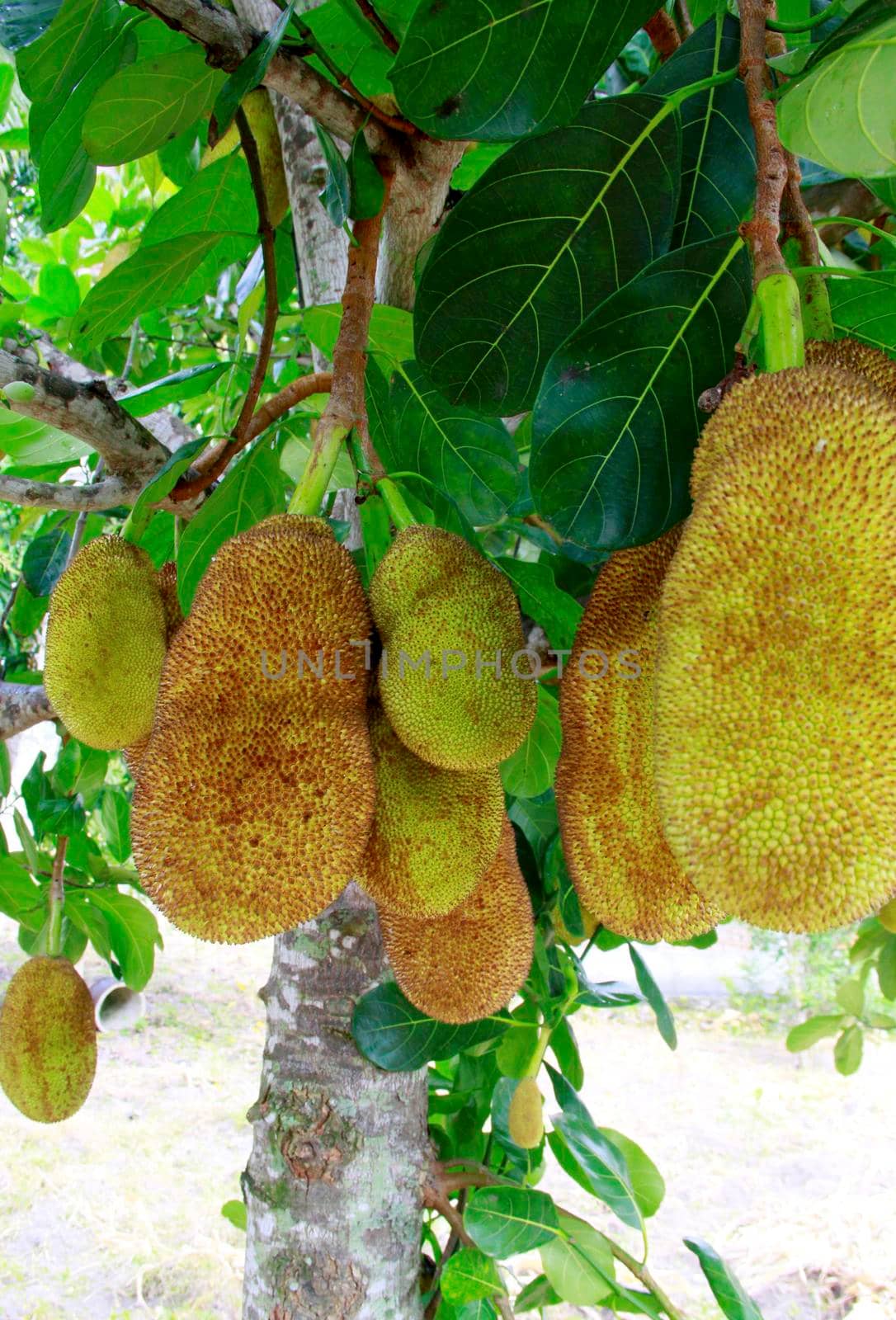 salvador, bahia / brazil - october 28, 2013: jackfruit and its fruits seen in the city of Salvador.
