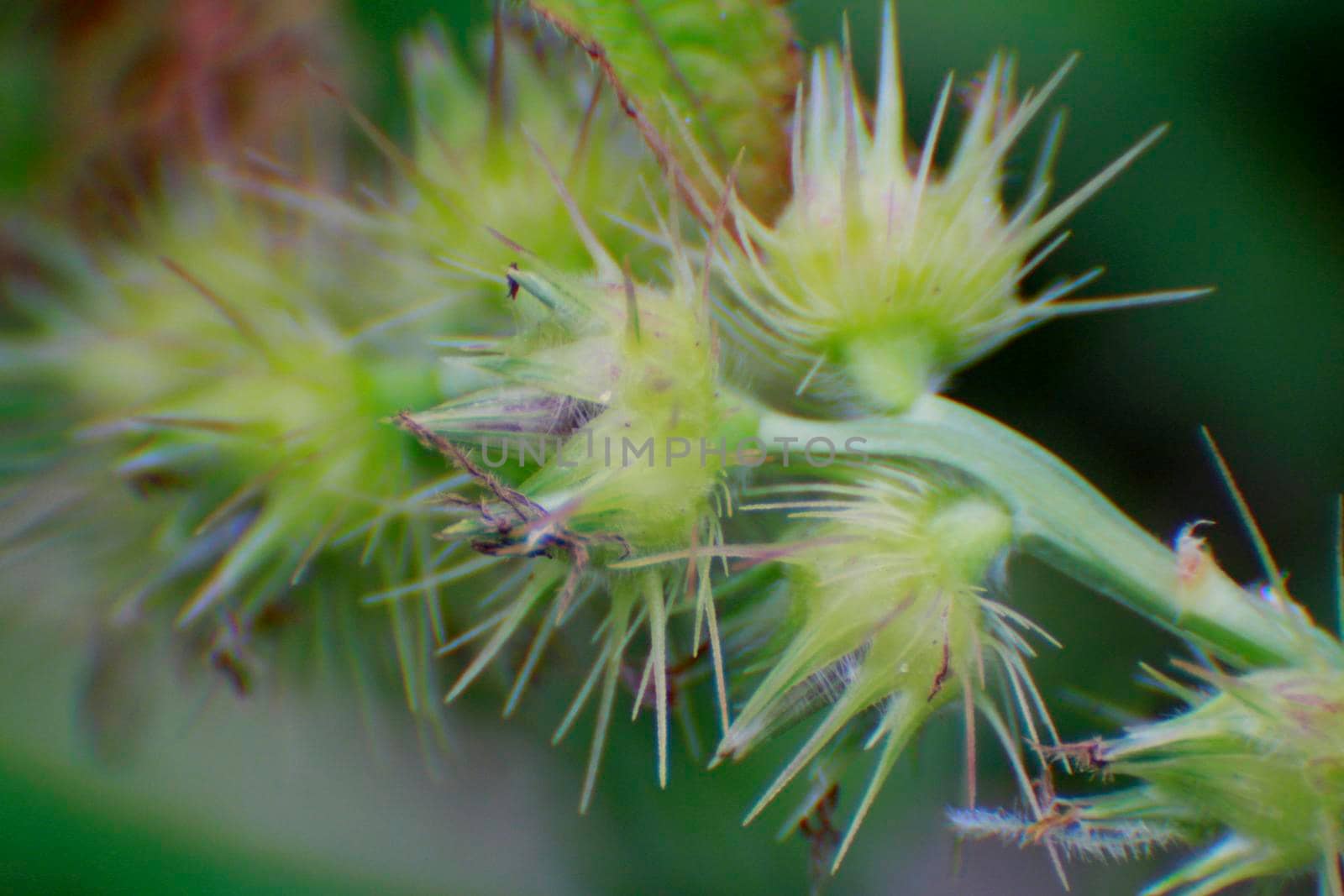 salvador, bahia / brazil - august 23, 2014: carrapicho is seen in a garden in the city of Salvador.