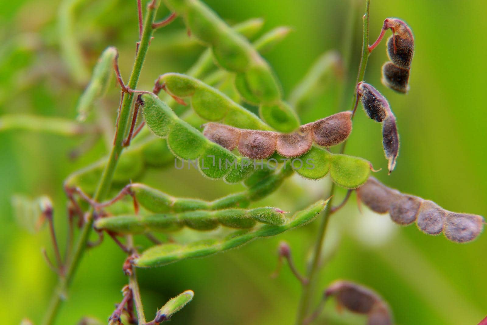 salvador, bahia / brazil - august 23, 2014: carrapicho is seen in a garden in the city of Salvador.